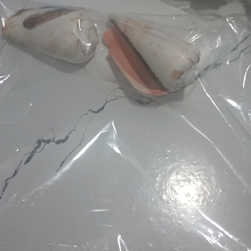 Natural Cone Shell Pair - White with Pink Interior